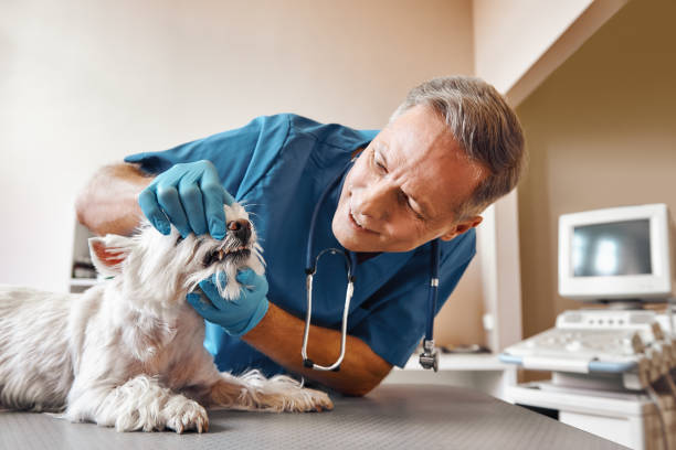 Best Urgent Care for Lost Fillings or Crowns in Leisure Village West, NJ